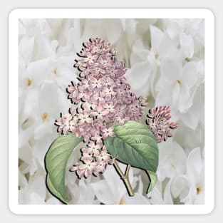 Lilacs White & Purple Spring & Summer Home Decor & Gifts Sticker